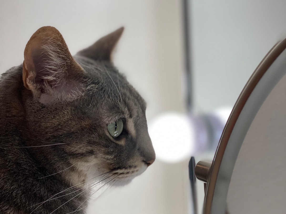 🐾 Meet Minka & Gold: The Princess and the Wild&nbsp;Thing