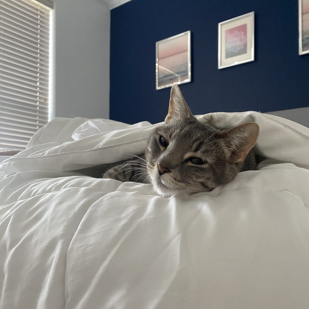 Leaving Your Cat Home&nbsp;Alone