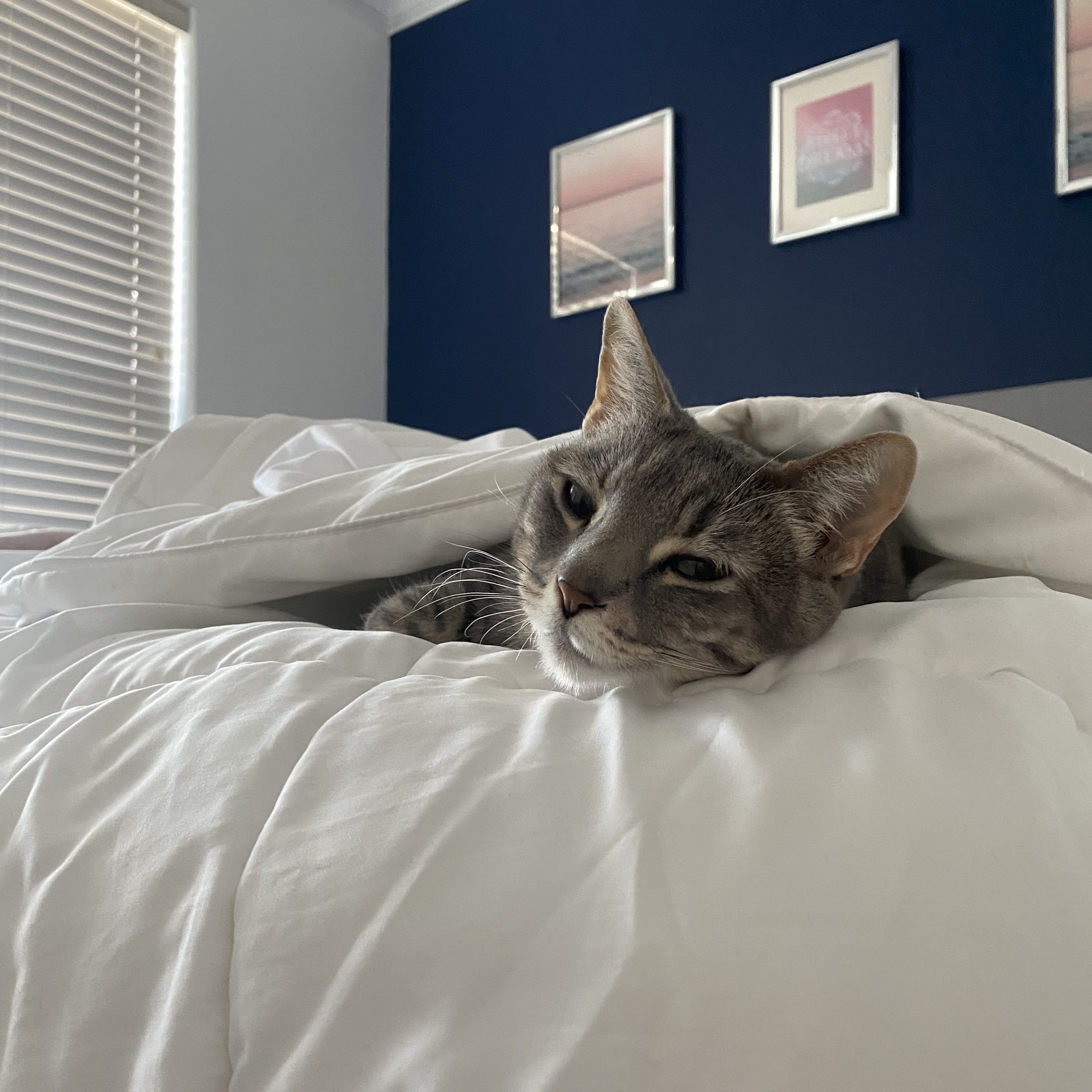 Minka sleeping in bed