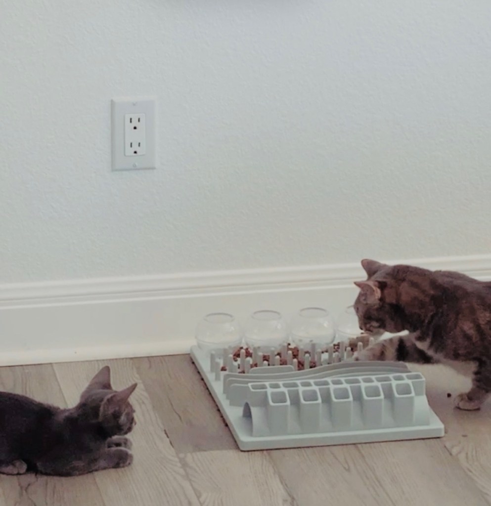 TWO CATS EATING AT A PUZZLE FEEDER