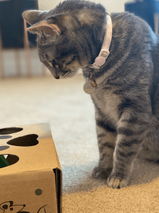 minka the cat looking at a puzzle toy